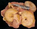 Stunning Cluster of Macrocephalites Ammonites #11487-1